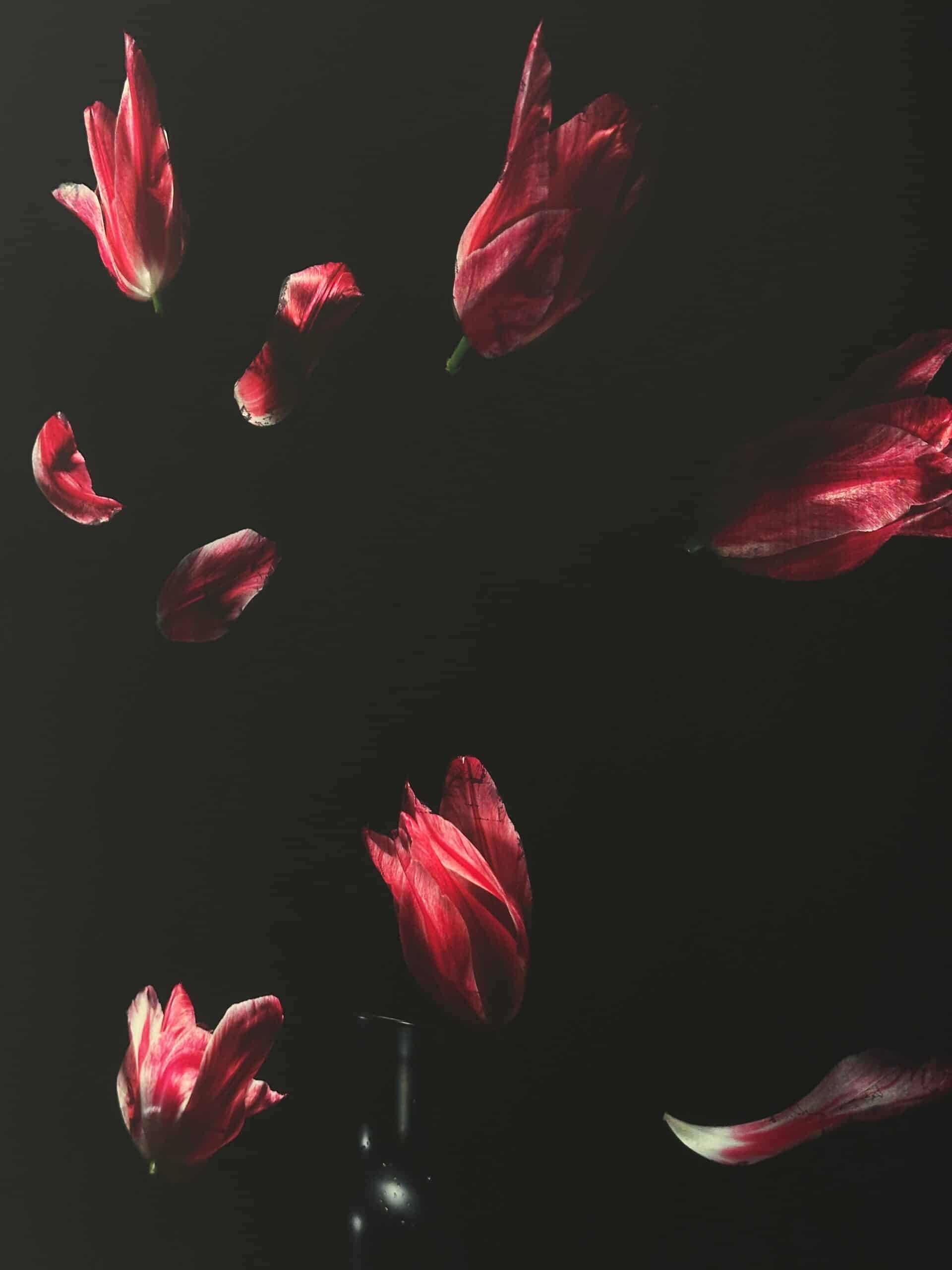 Dutch Flower Bomb XXV