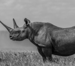 The Girl on the Hill