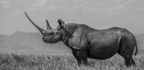 The Girl on the Hill