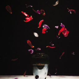 Dutch Flower Bomb, II