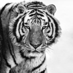 Good Morning Siberia