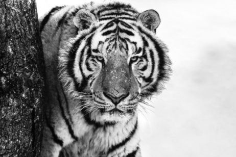 Good Morning Siberia