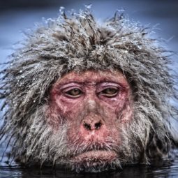 Grumpy Monkey Colour