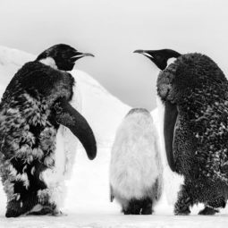 Who's gonna tell him