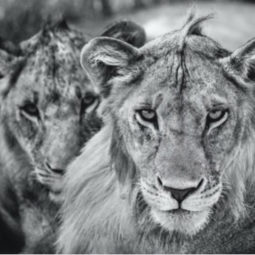 The Boys are Back in Town