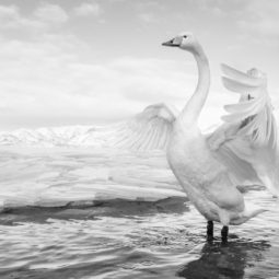 Swan Lake