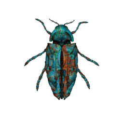 Jewel Beetle II