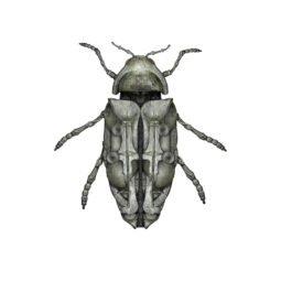 Jewel Beetle