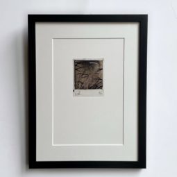 Ghost Reeds - Champagne Gold