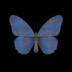 Butterfly II - Blue