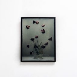 Future of still life tulips II