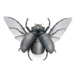 5 - horned rhino beatle Female