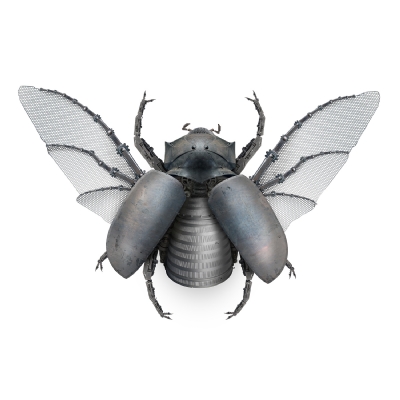 5 - horned rhino beatle Female