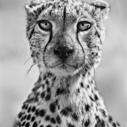 E.T. - standard size