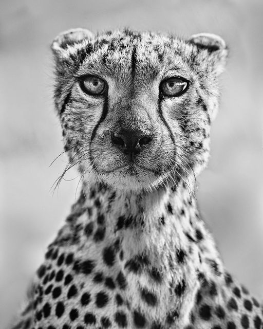 E.T. - standard size